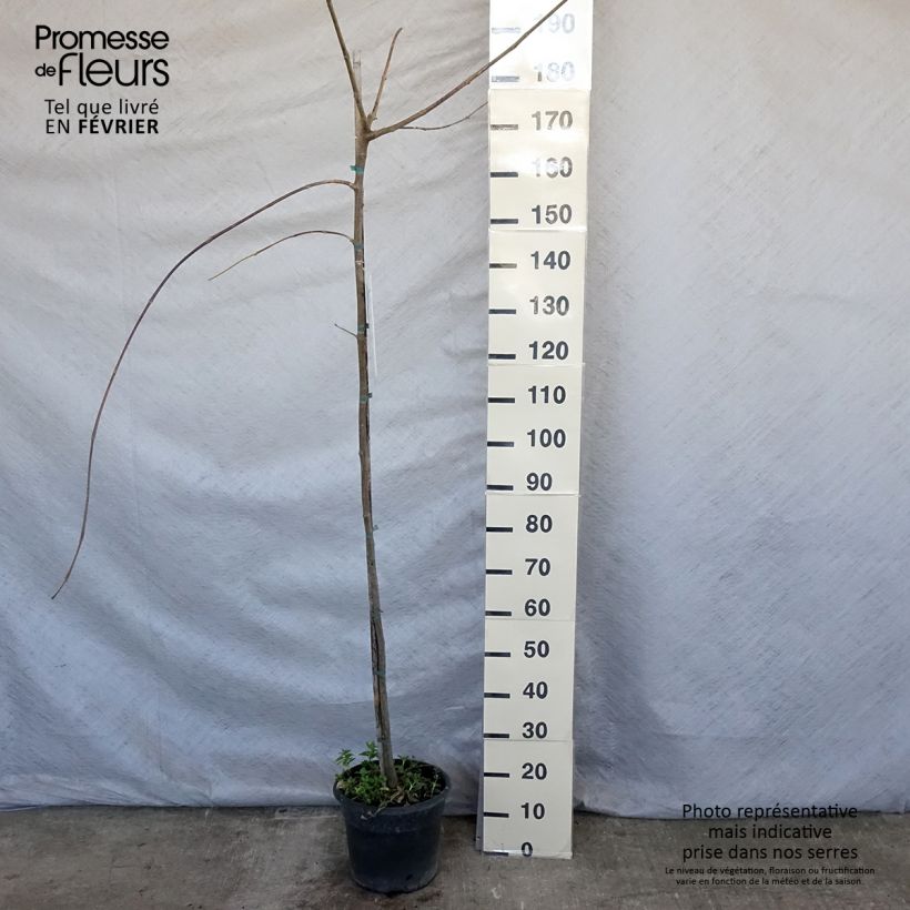 Tipuana tipu Vaso da 7,5L/10L esemplare consegnato in inverno