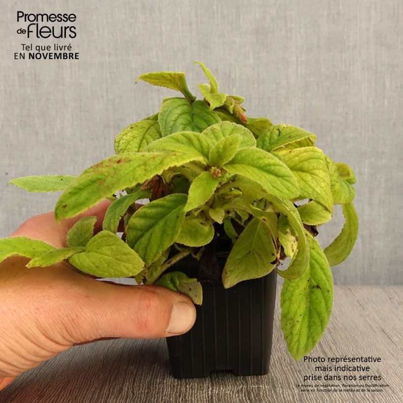 Esemplare di Titanotrichum oldhamii Vasetto da 8/9 cm come consegnato in autunno