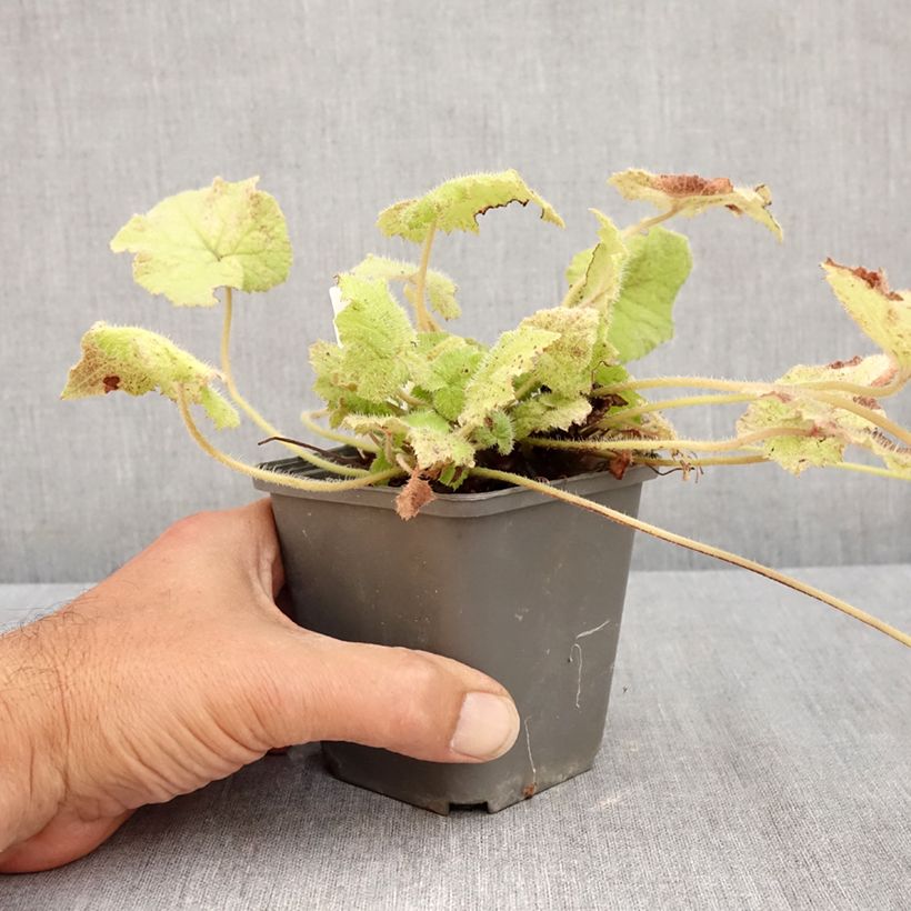 Esemplare di Tolmiea menziesii Cool Gold Vasetto da 8/9 cm consegnato in estate