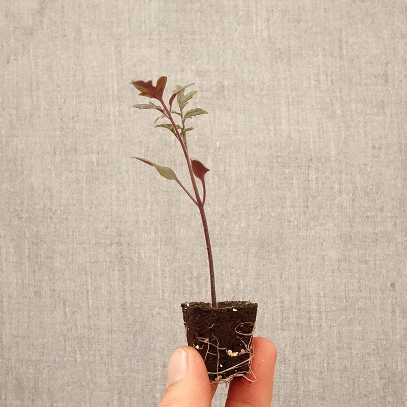 Pomodoro cocktail Black Moon F1 (piantine) mini zolla... esemplare consegnato in primavera