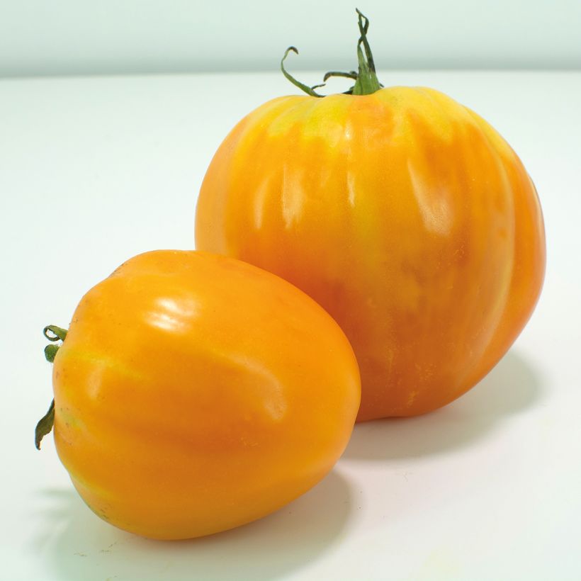 Pomodoro cuore di bue/Beefsteak Ochsenherz Orange (Raccolta)