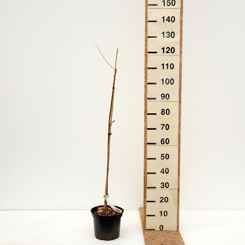 Esemplare di Toona sinensis Vaso da 3L/4L come consegnato in autunno