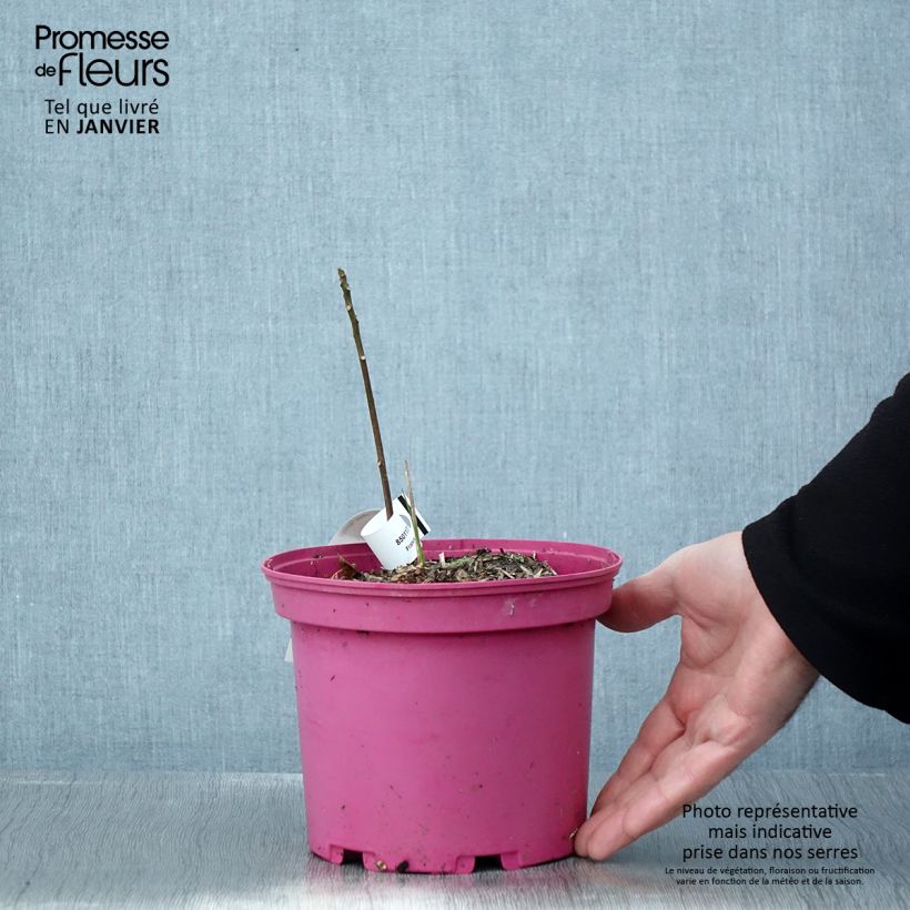 Toona sinensis Flamingo Vaso da 2L/3L esemplare consegnato in inverno