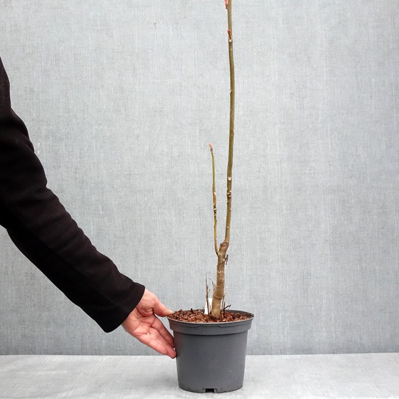 Toona sinensis Flamingo Vaso da 2L/3L esemplare consegnato in primavera