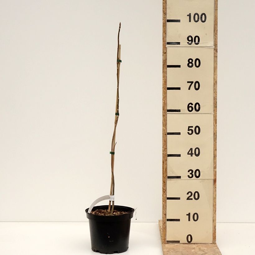 Toona sinensis Flamingo Vaso da 4L/5L esemplare consegnato in inverno