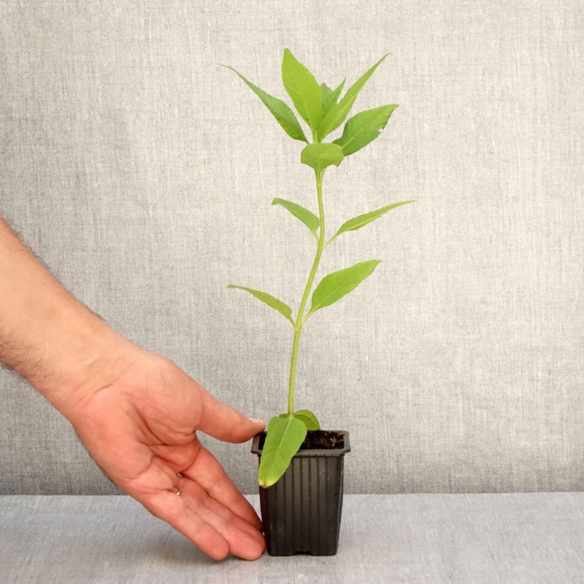 Esemplare di Topinambur Fuseau Culinaire Vasetto da 7/8 cm come consegnato in autunno