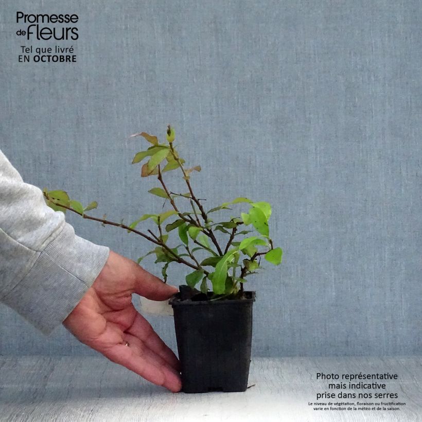 Esemplare di Trachelospermum asiaticum Chili & Vanilla Livano - Falso gelsomino asiatico Vasetto da 8/9 cm come consegnato in autunno