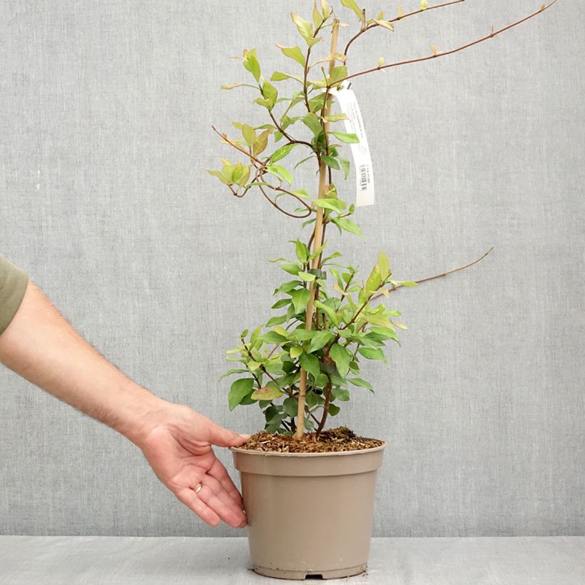 Esemplare di Trachelospermum asiaticum Chili & Vanilla Livano - Falso gelsomino asiatico Vaso da 3L/4L consegnato in estate