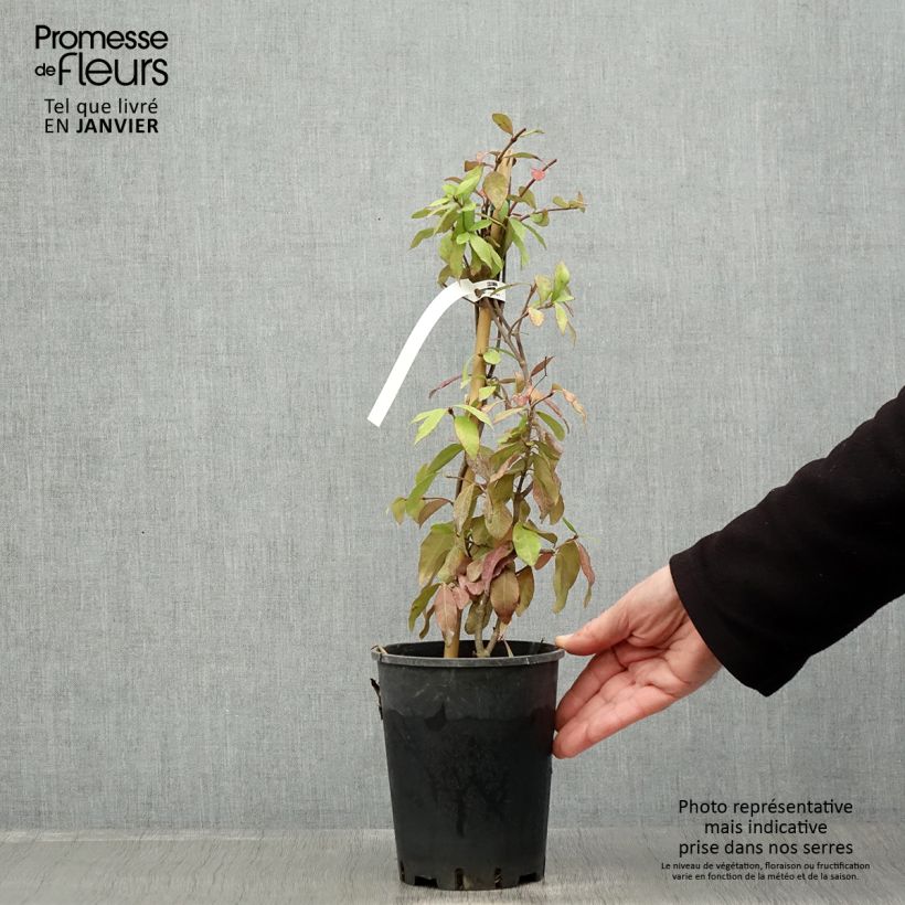 Trachelospermum asiaticum - Falso gelsomino asiatico Vaso da 2L/3L esemplare consegnato in inverno