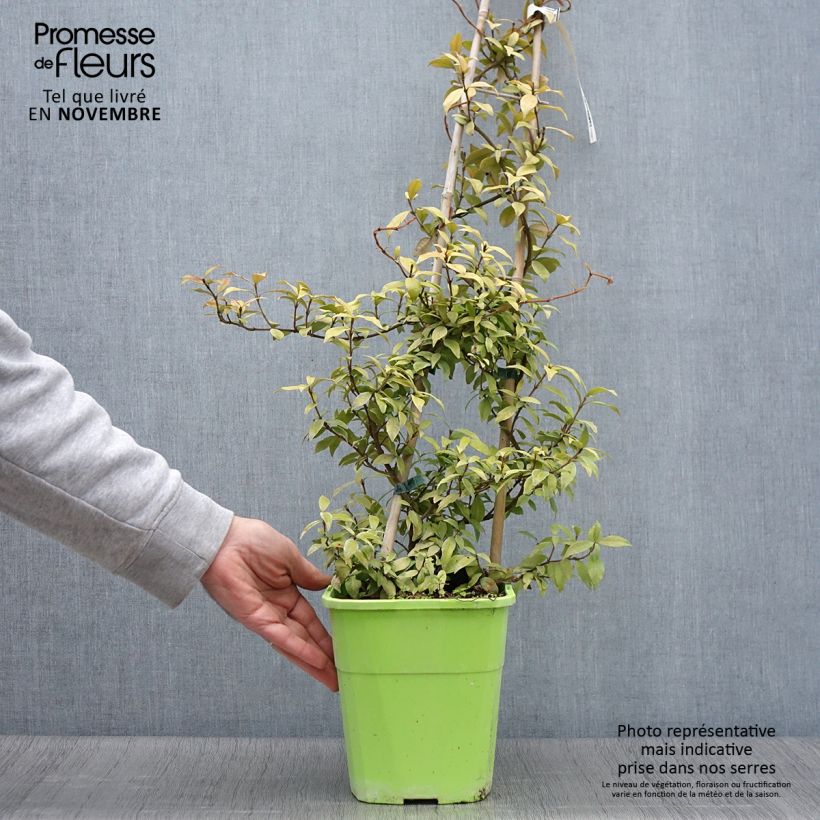Esemplare di Trachelospermum jasminoides Golden Memories - Falso gelsomino Vaso da 3L/4L come consegnato in autunno