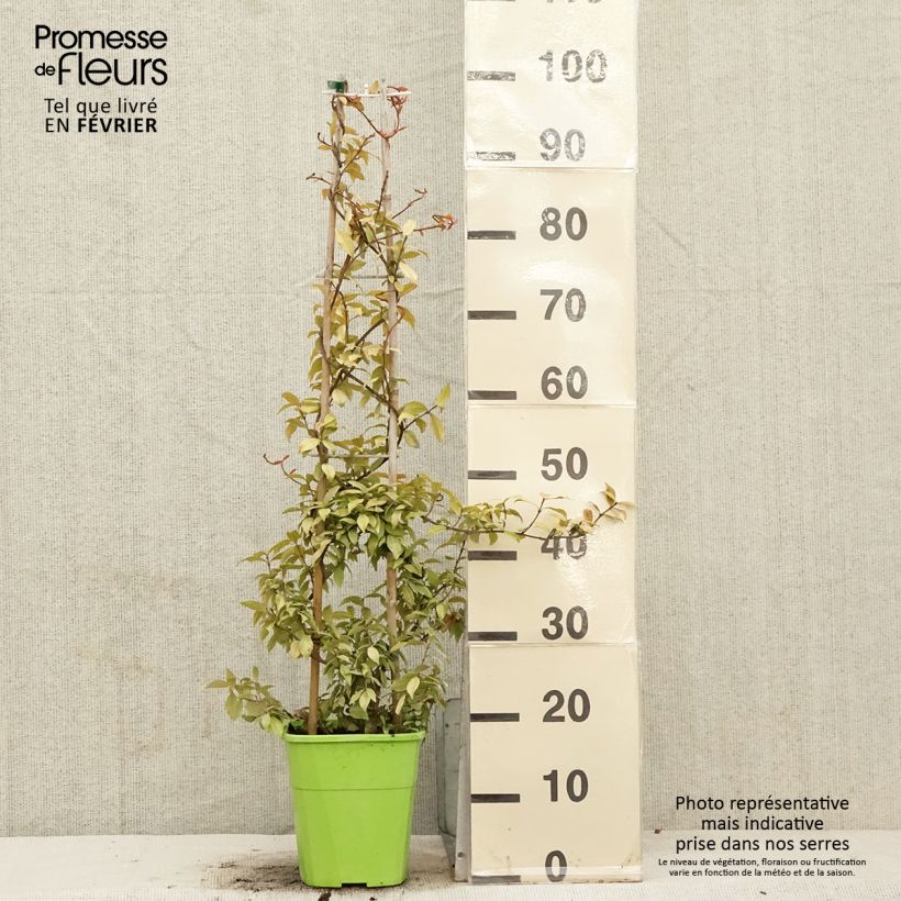 Trachelospermum jasminoides Golden Memories - Falso gelsomino Vaso da 3L/4L esemplare consegnato in inverno