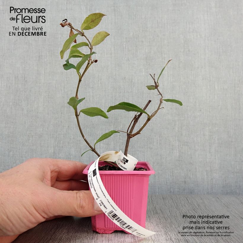 Esemplare di Trachelospermum asiaticum Pink Showers - Falso gelsomino asiatico Vasetto da 8/9 cm come consegnato in autunno