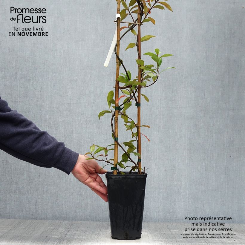 Esemplare di Trachelospermum asiaticum Pink Showers - Falso gelsomino asiatico Vaso da 2L/3L come consegnato in autunno