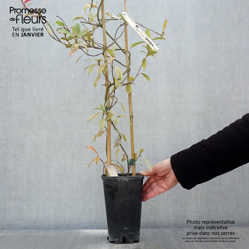 Trachelospermum asiaticum Pink Showers - Falso gelsomino asiatico Vaso da 2L/3L esemplare consegnato in inverno