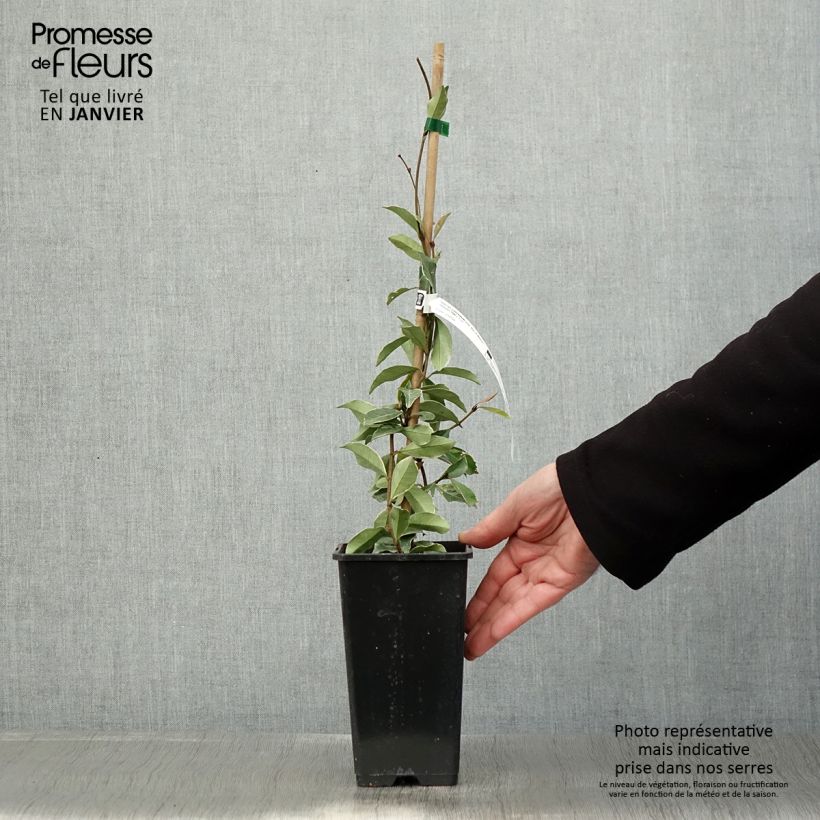 Trachelospermum asiaticum Star of Milano - Falso gelsomino asiatico Vaso da 1,5L/2L esemplare consegnato in inverno