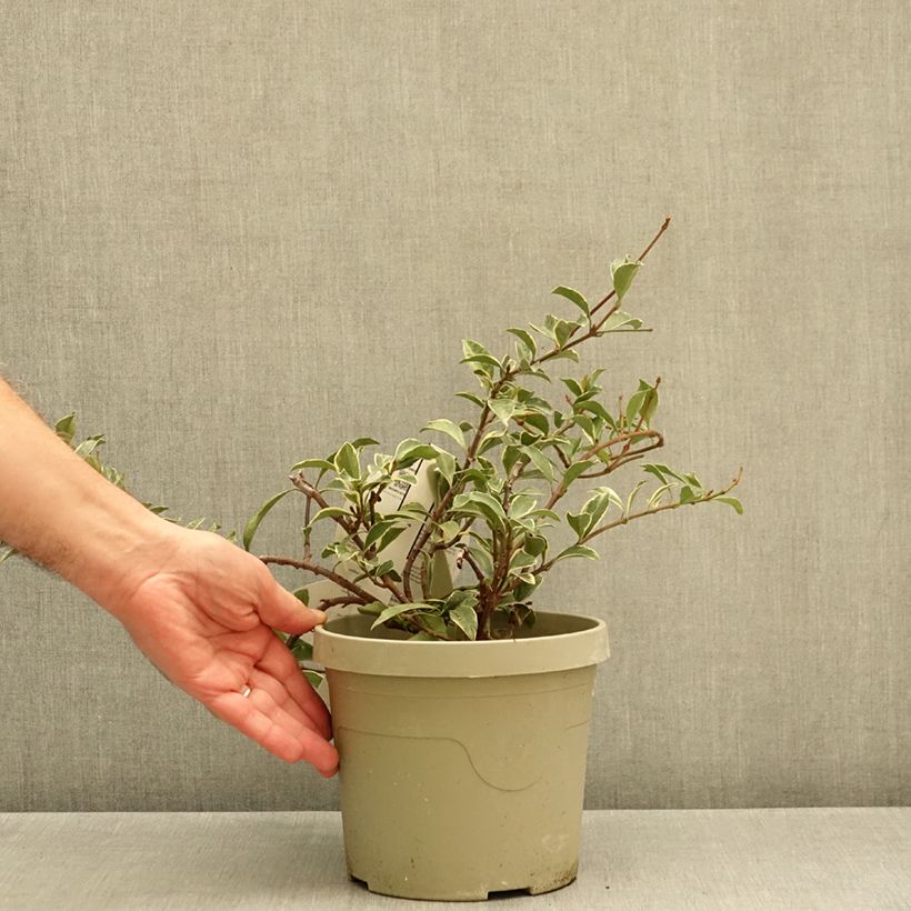 Esemplare di Trachelospermum asiaticum Star of Milano - Falso gelsomino asiatico Vaso da 3L/4L come consegnato in autunno