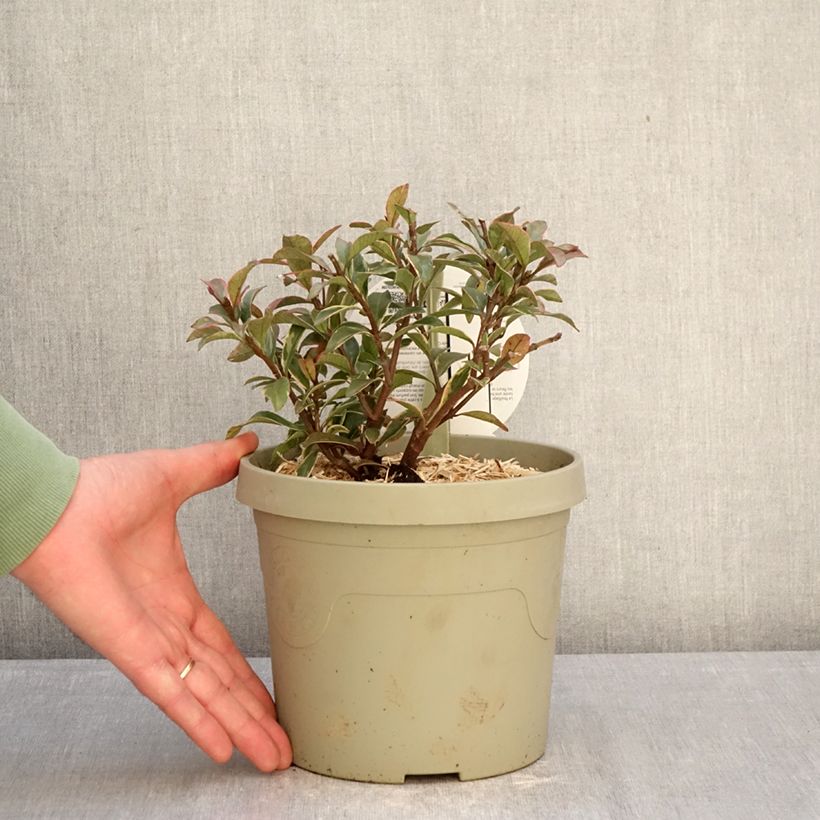 Trachelospermum asiaticum Star of Milano - Falso gelsomino asiatico Vaso da 3L/4L esemplare consegnato in inverno