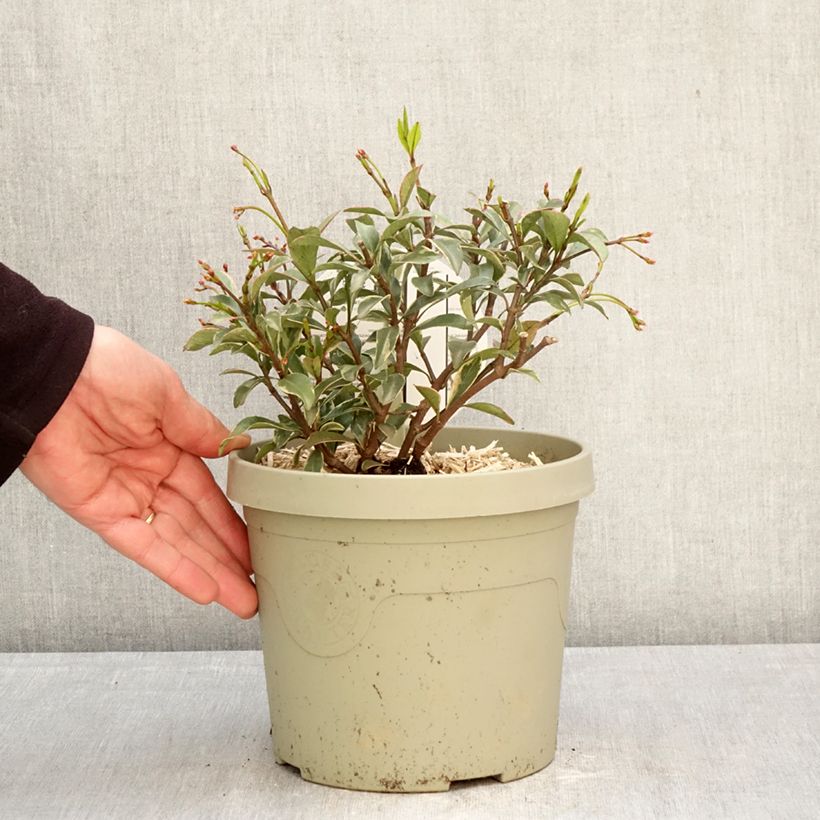 Trachelospermum asiaticum Star of Milano - Falso gelsomino asiatico Vaso da 3L/4L esemplare consegnato in primavera