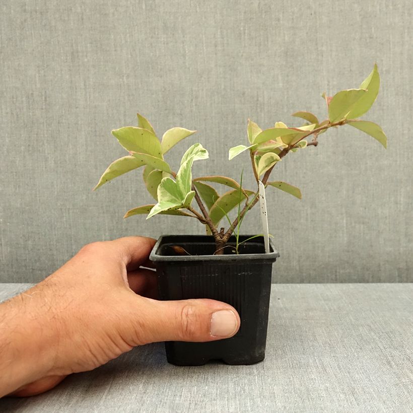 Esemplare di Trachelospermum jasminoides Variegatum - Falso gelsomino Vasetto da 8/9 cm consegnato in estate