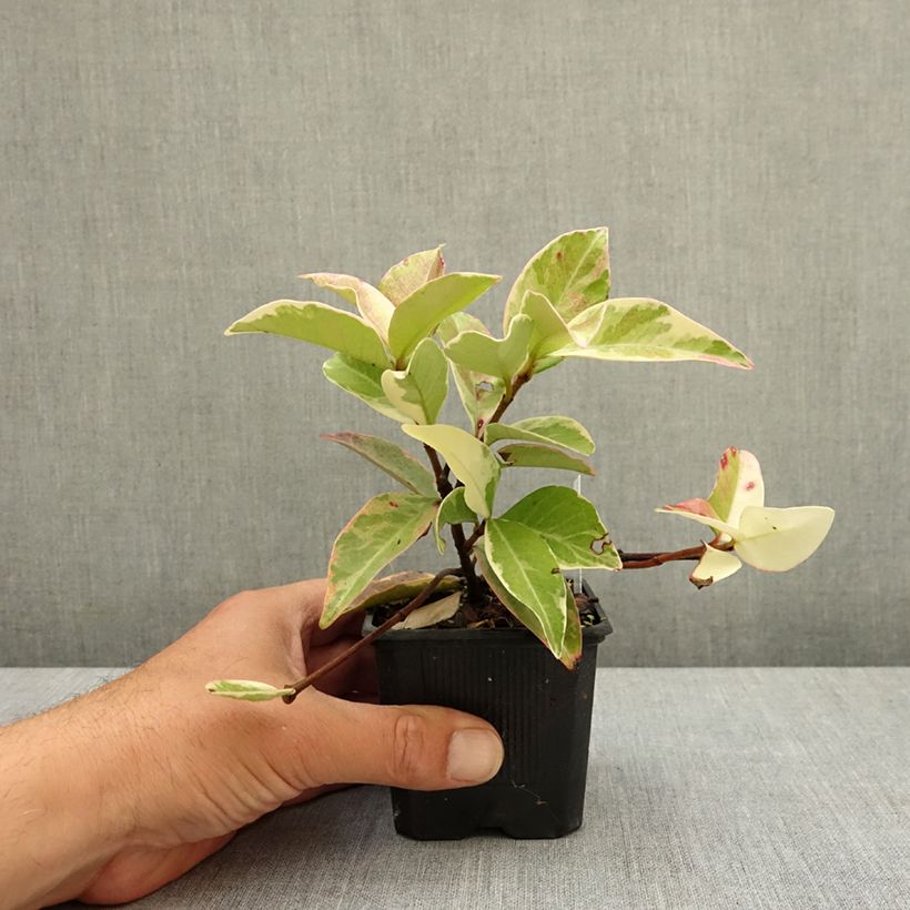 Trachelospermum jasminoides Variegatum - Jasmin étoilé Godet de 8/9 cm esemplare consegnato in primavera
