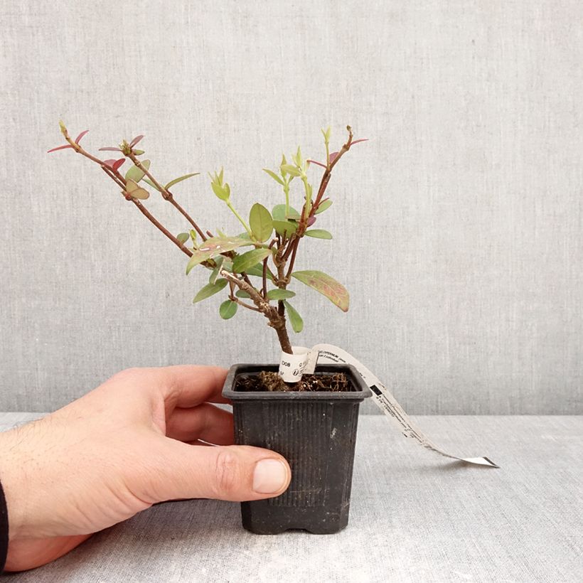 Trachelospermum jasminoides Winter Ruby 'Trared - Falso gelsomino Vasetto da 8/9 cm esemplare consegnato in primavera