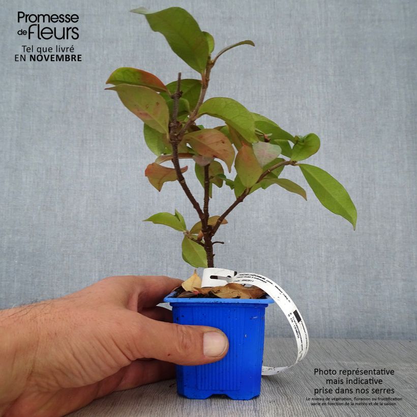 Esemplare di Trachelospermum jasminoides Winter Ruby 'Trared - Falso gelsomino Vasetto da 8/9 cm come consegnato in autunno