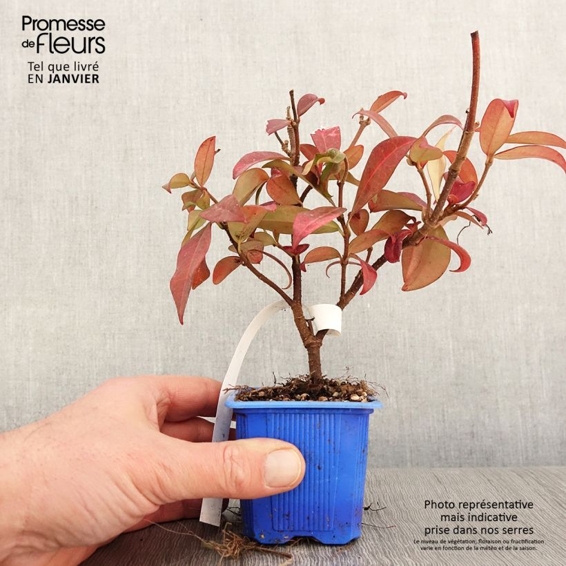 Trachelospermum jasminoides Winter Ruby 'Trared - Falso gelsomino Vasetto da 8/9 cm esemplare consegnato in inverno