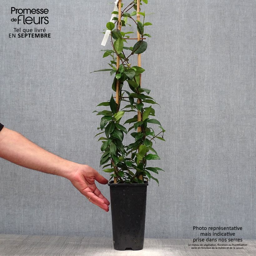 Esemplare di Trachelospermum jasminoides Winter Ruby 'Trared - Falso gelsomino Vaso da 2L/3L come consegnato in autunno