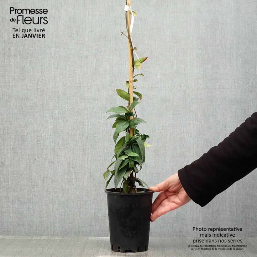 Trachelospermum jasminoides Winter Ruby 'Trared - Falso gelsomino Vaso da 2L/3L esemplare consegnato in inverno