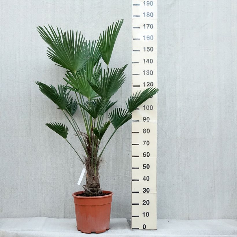 Esemplare di Trachycarpus wagnerianus Vaso da 12L/15L come consegnato in autunno