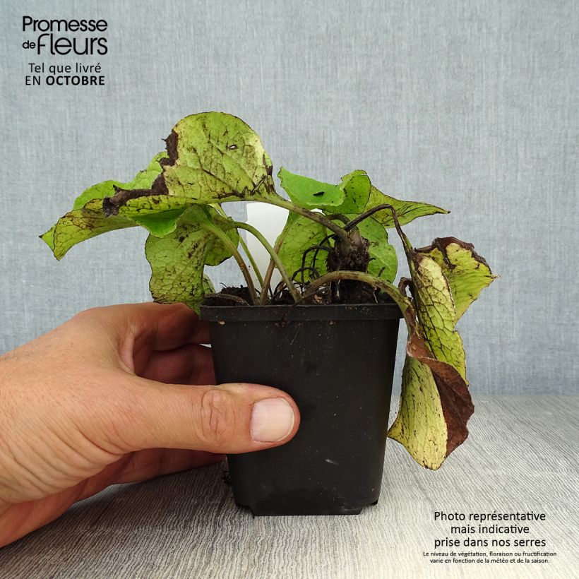 Esemplare di Trachystemon orientalis Vasetto da 8/9 cm come consegnato in autunno