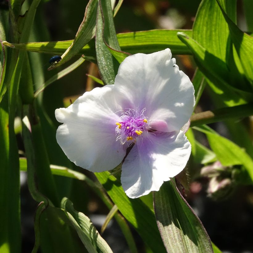 Tradescantia andersoniana Domaine de Courson (Fioritura)