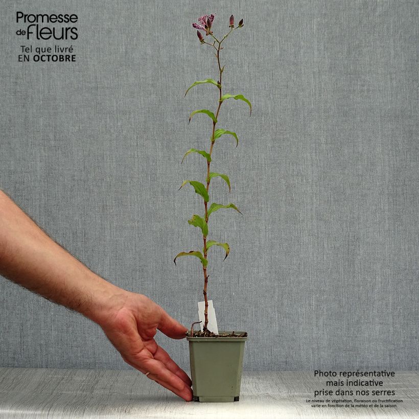 Esemplare di Tricyrtis hirta formosana Sinonome Vasetto da 8/9 cm come consegnato in autunno