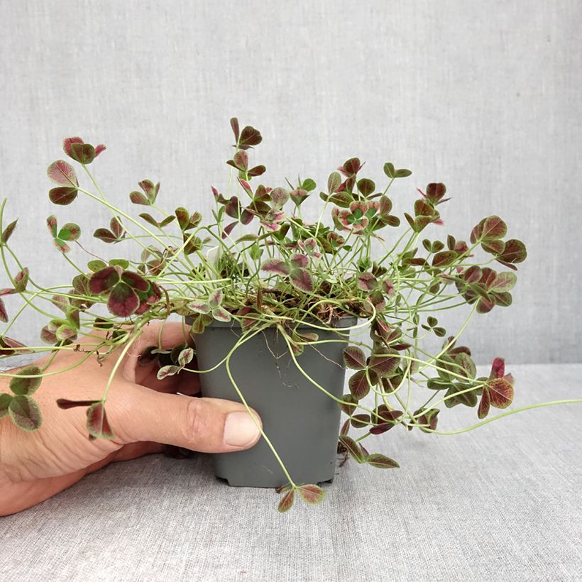 Esemplare di Trifolium repens Dark Debbie - Trifoglio ladino Vasetto da 8/9 cm come consegnato in autunno