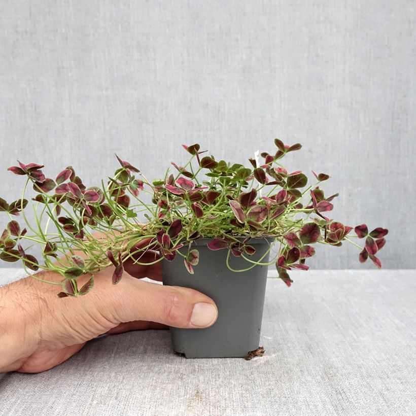 Esemplare di Trifolium repens Estelle - Trifoglio ladino Vasetto da 8/9 cm come consegnato in autunno