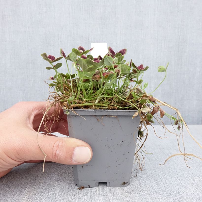 Trifolium repens Estelle - Trifoglio ladino Vasetto da 8/9 cm esemplare consegnato in primavera