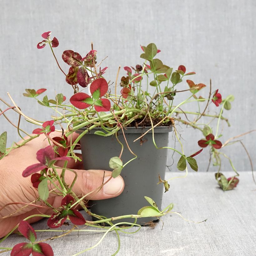 Esemplare di Trifolium repens Isabella - Trifoglio ladino Vasetto da 8/9 cm come consegnato in autunno