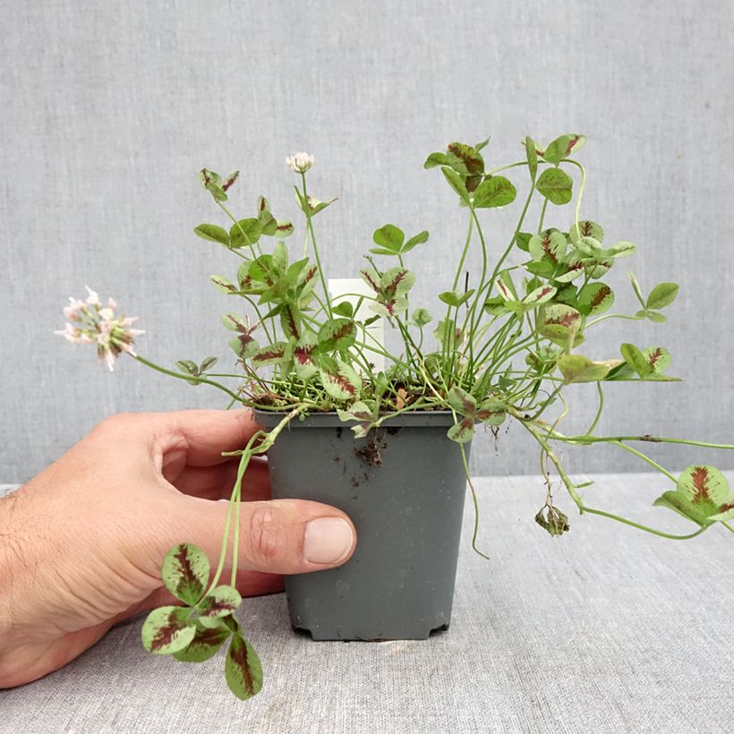 Esemplare di Trifolium repens Sweet Mike - Trifoglio ladino Vasetto da 8/9 cm come consegnato in autunno