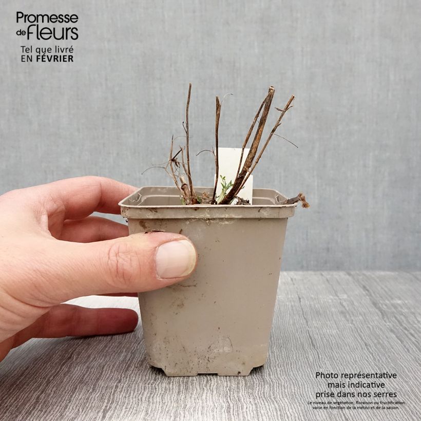 Trifolium rubens Peachy Pink - Trifoglio rosseggiante Vasetto da 8/9 cm esemplare consegnato in inverno