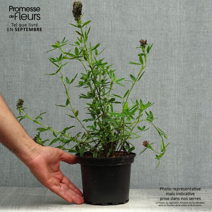 Esemplare di Trifolium rubens - Trifoglio rosseggiante Vaso da 2L/3L come consegnato in autunno