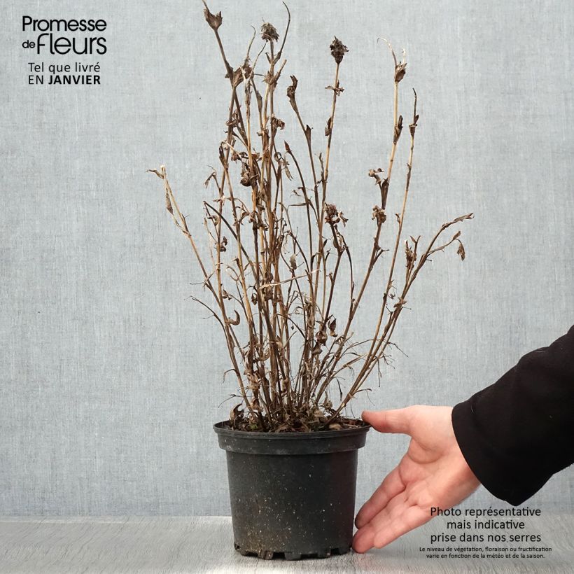 Trifolium rubens - Trifoglio rosseggiante Vaso da 2L/3L esemplare consegnato in inverno