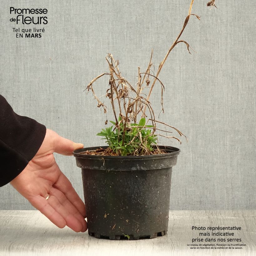 Trifolium rubens - Trifoglio rosseggiante Vaso da 2L/3L esemplare consegnato in primavera