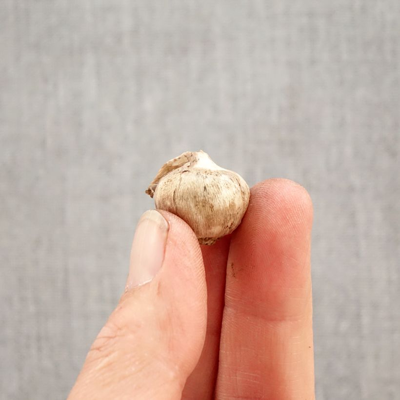 Triteleia Aquarius Bulbo taglia 5+ esemplare consegnato in primavera