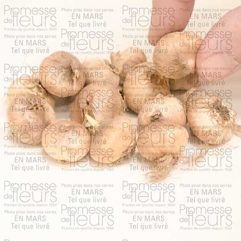 Esempio di esemplare Triteleia Rudy Bulbe calibre 5+ come consegnato