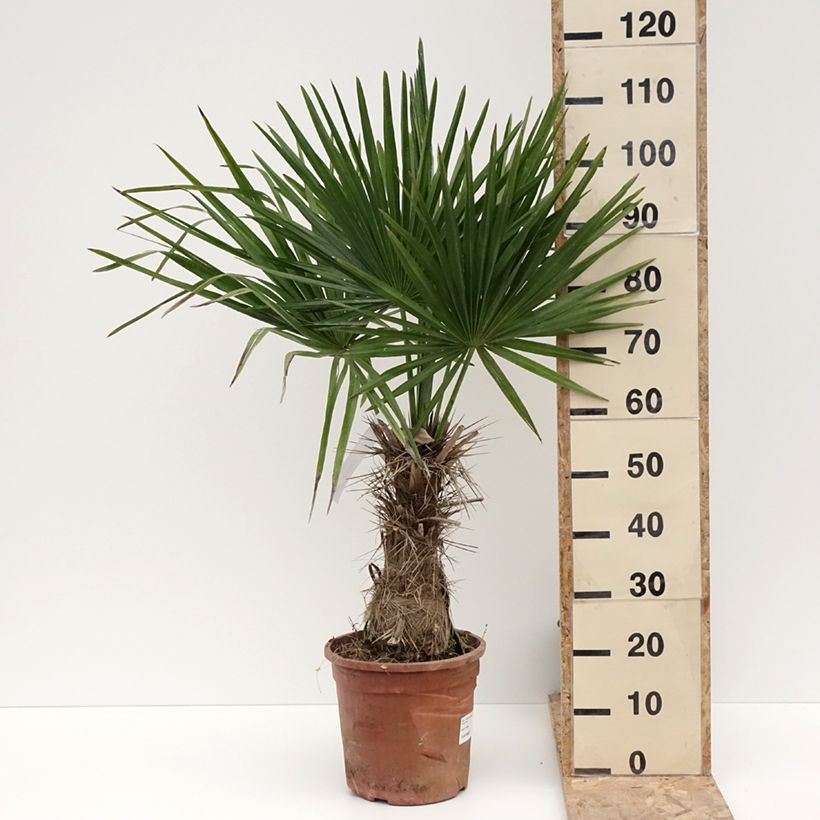 Trithrinax campestris - Palma caranday Vaso da 7,5L/10L esemplare consegnato in inverno