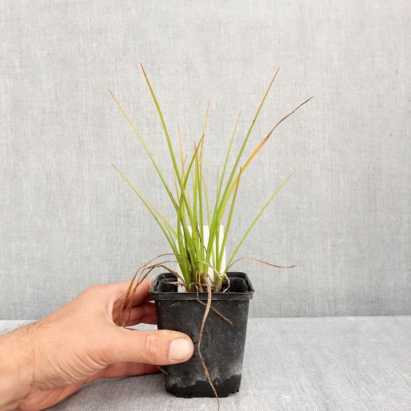 Esemplare di Kniphofia Banana Popsicle - Giglio della torcia Vasetto da 8/9 cm come consegnato in autunno