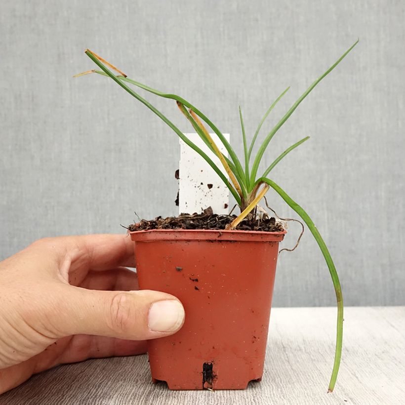 Esemplare di Kniphofia Mango Popsicle - Giglio della torcia Vasetto da 8/9 cm come consegnato in autunno