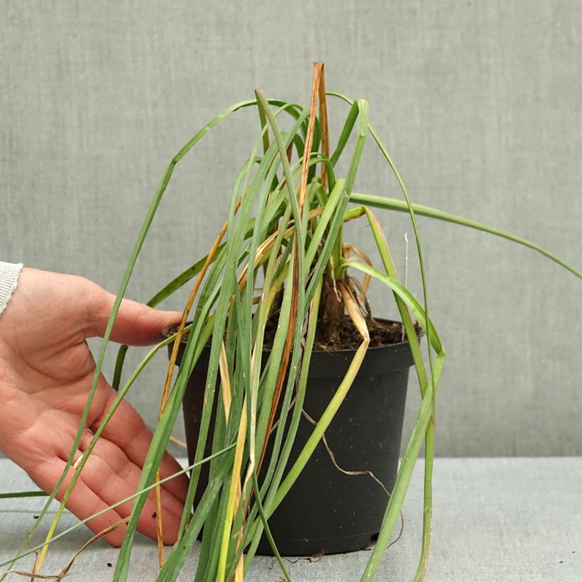 Esemplare di Kniphofia Mango Popsicle - Giglio della torcia Vaso da 1L/1,5L come consegnato in autunno