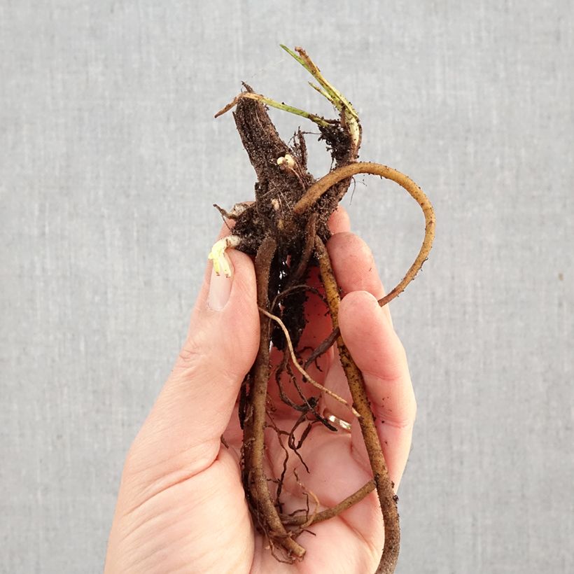 Kniphofia Mango Popsicle - Giglio della torcia Piante piccole a radice nuda esemplare consegnato in inverno