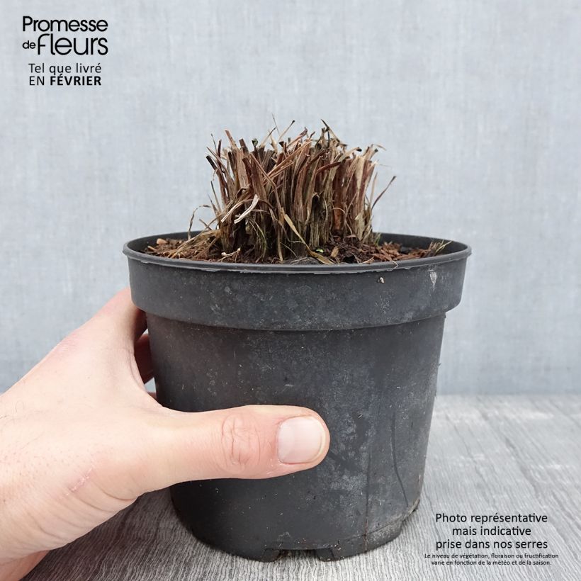 Kniphofia uvaria Nancy's Red - Giglio della torcia Vaso da 2L/3L esemplare consegnato in inverno